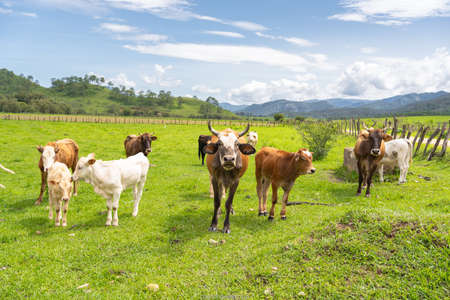 Landscape of the town of Mirandilla Jalisco, cows are in the green field.の写真素材