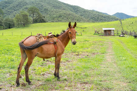 Landscape with horse in the countryside of Mirandilla Jalisco.
