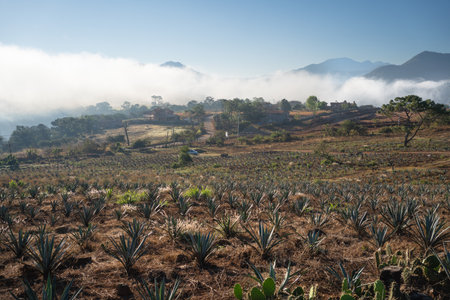 Field of agaves to make tequila in the mountains of Jalisco Mexico.の写真素材