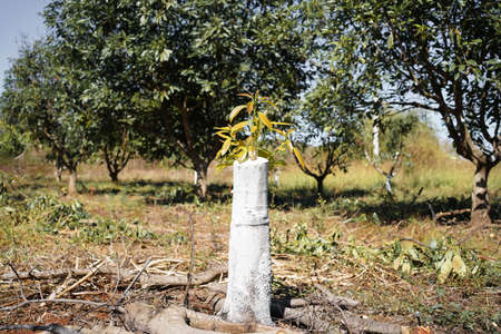 The avocado plant is recovering and growing in the field.の写真素材