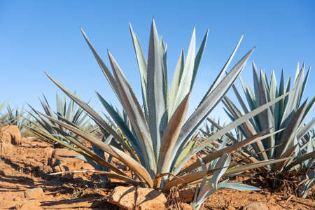 Agave plants of good size for tequila production.の写真素材