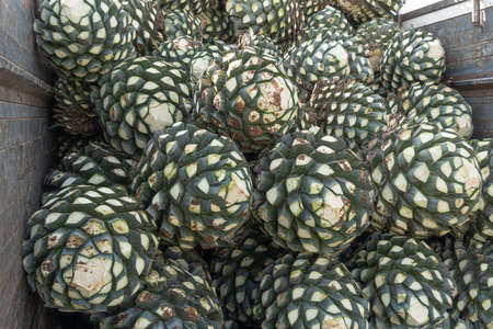 The agaves are on top of the truck and will be taken to the tequila factory.の写真素材