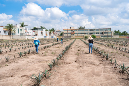 Many peasant women are applying insecticides and nutrients to the agave plants.の写真素材