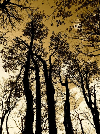 Autumn silhouette trees