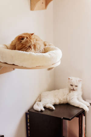 Brown persian cat sitting in different places and playingの写真素材