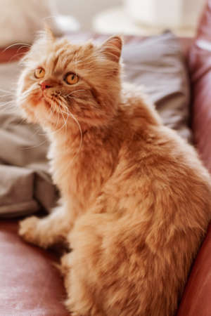 Brown persian cat sitting in different places and playingの写真素材