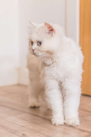 Brown and white persian cats sitting in different places and playingの写真素材