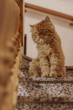 Brown and white persian cats sitting in different places and playingの写真素材
