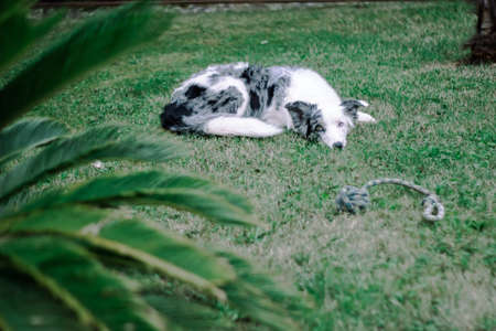 Blue merle border collie playing in the garden in a summer day