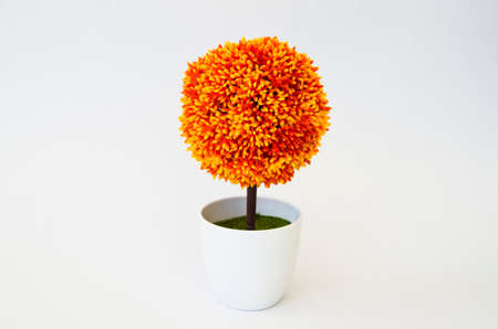 beautiful tree and jardiniere on white isolated background.の写真素材