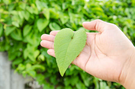 Green color love shape leaf on human hand