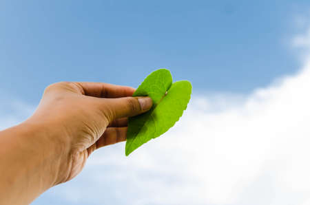 Green color love shape leafの写真素材