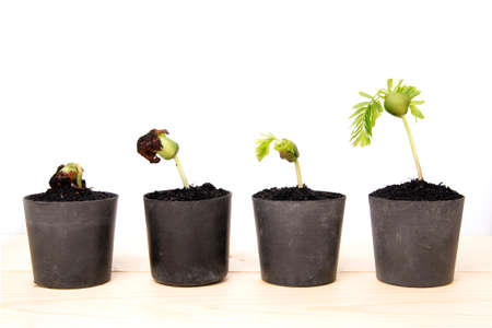 Small plants growing in clay potの写真素材