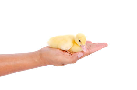 Yellow duck in human handの写真素材