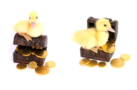 Small ducks on treasure chestの写真素材