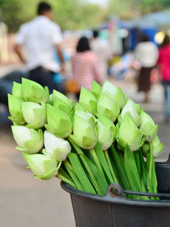 Lotus flowers on pailの写真素材