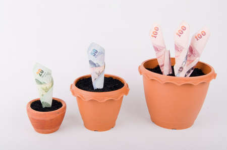 Plant growing out of banknote isolated on whiteの写真素材