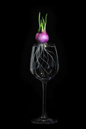 Shallots are growing, The experiment of growing shallot in a glass of water On a black backgroundの写真素材