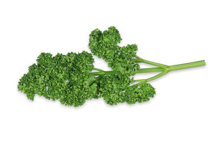 Parsley isolated on white background, With clipping pathの写真素材