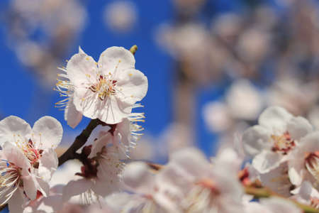 Pink spring cherry blossom, Cherry tree branch with spring pink flowers In March in South Koreaの写真素材
