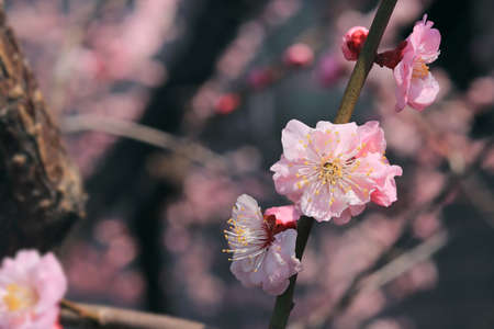 Pink spring cherry blossom, Cherry tree branch with spring pink flowers In March in South Koreaの写真素材