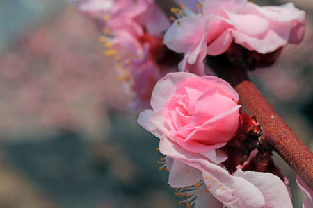 Pink spring cherry blossom, Cherry tree branch with spring pink flowers In March in South Koreaの写真素材