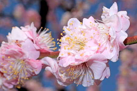 Pink spring cherry blossom, Cherry tree branch with spring pink flowers In March in South Koreaの写真素材