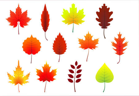 Vector picture of background with colorful autumn leaves separated.のイラスト素材
