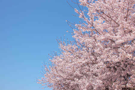 Flowers sakura flowering on spring sakura tree and the background is the sky, nature