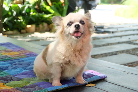 Wild dogs in natureの写真素材