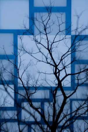 Silhouette of tree branches with blue background. Toned.の素材