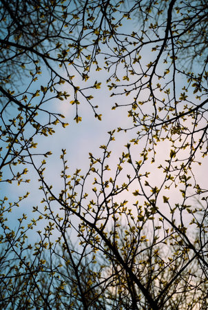 tree branches with young leaves and buds against blue sky with white cloudsの素材