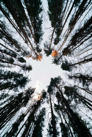 Pine trees in the forest in autumn, view from below.の素材