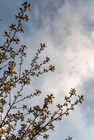 branch of a tree in spring against the blue sky with cloudsの素材