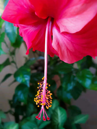 Pink hibiscus in gardenの素材