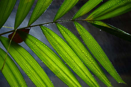 betel palm leaves.の写真素材