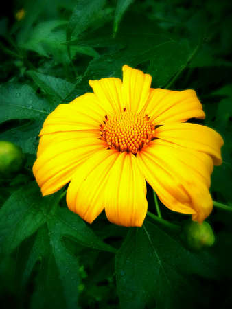 Mexican sunflower in the north of thailand.の素材