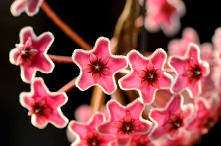 Closeup detail of a flowery wax plant or Hoya camosa L.f. R.Br.の写真素材