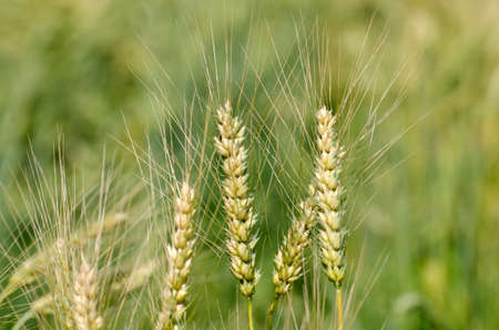 barley field in the north of Thailandの写真素材