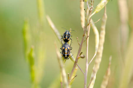 cute cabbage bug couple on nature backgroundの写真素材