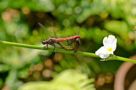 Dragonfly lovers on nature background