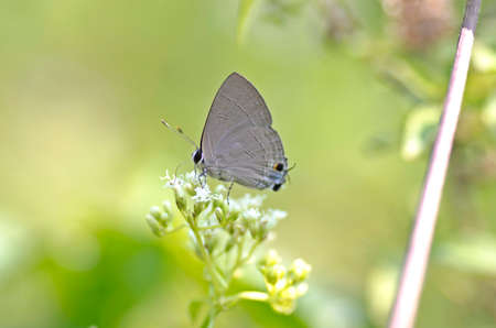 Common Tit butterfly is a small butterfly from Thailandの写真素材