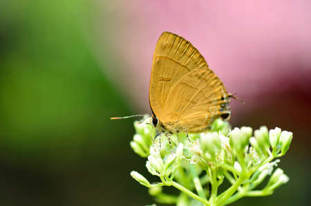 Common Tit butterfly is a small butterfly from Thailandの写真素材