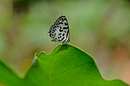 Common Pierrot a small butterfly on green leafの写真素材