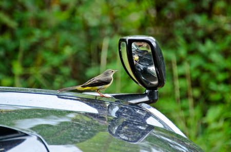 Yellow-bellied Warbler in the rainning dayの写真素材