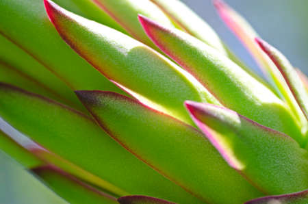 red dragon fruit bud flowerの写真素材