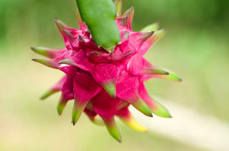 backside of red dragon fruit in gardenの写真素材