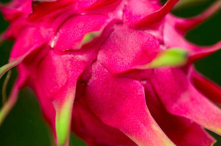 red dragon fruit in gardenの写真素材