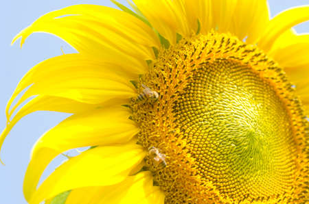 Worker bee and sunflowerの写真素材