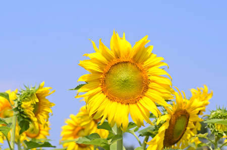beautiful sunflower in fieldの写真素材